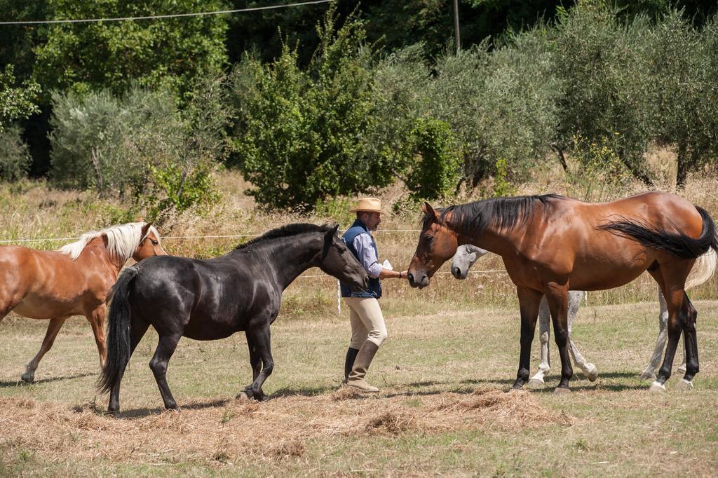 Podere Il Poggiolo Villa Rufina Luaran gambar