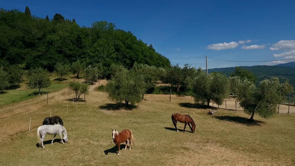 Podere Il Poggiolo Villa Rufina Luaran gambar